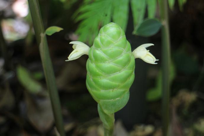 ジンギベル ゼルンベト