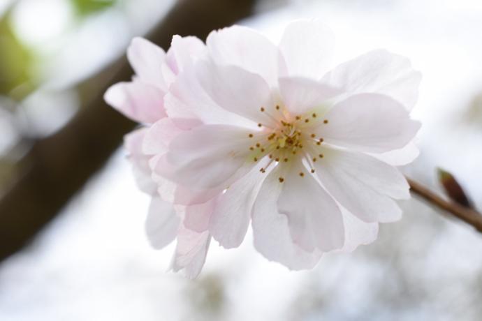 子福桜