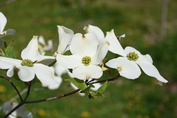 Cornus