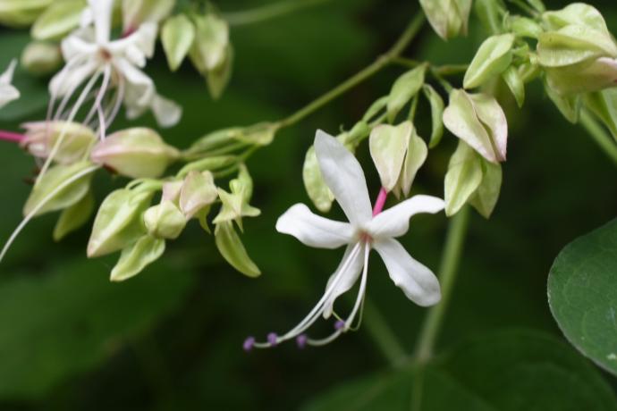 Clerodendrum trichotomum