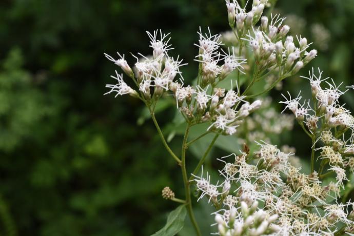 Eupatorium  japonicum