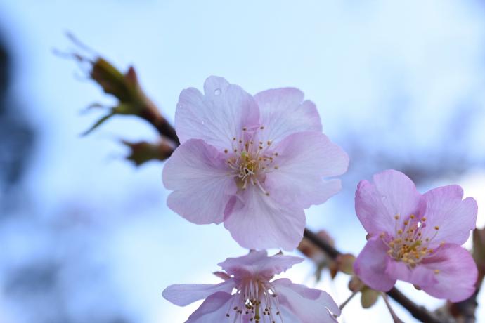 河津桜