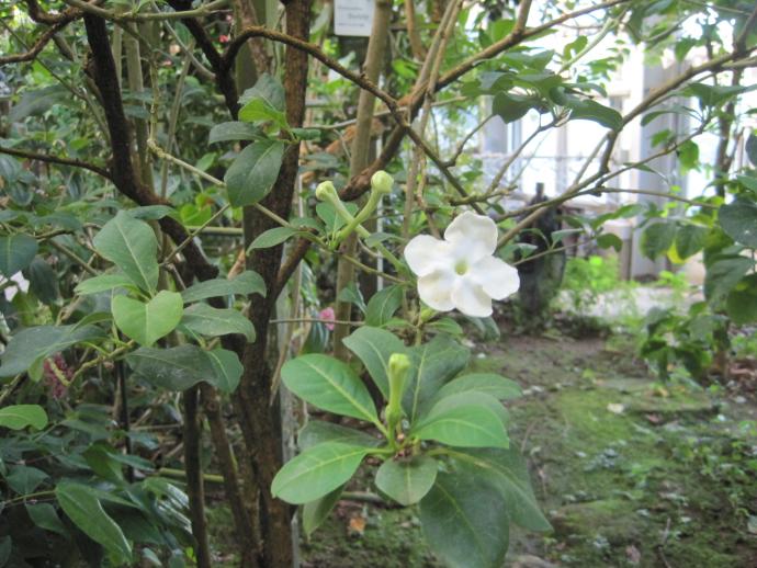 Brunfelsia nitida