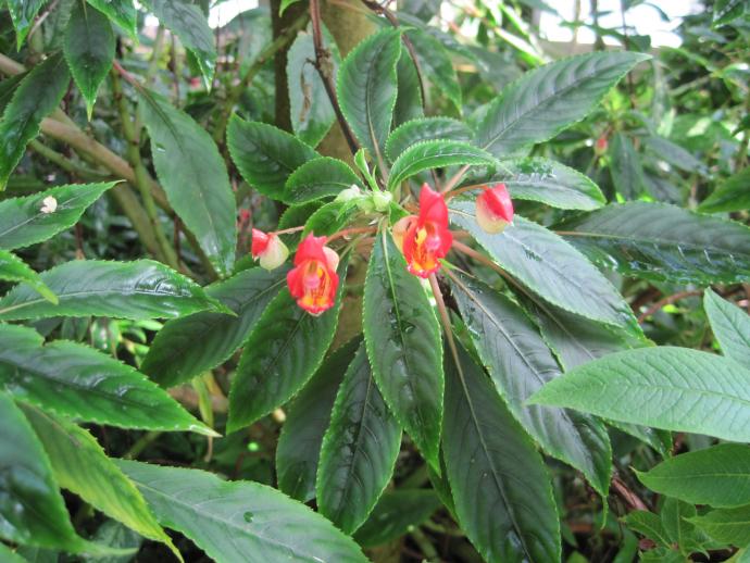 impatiens bicaudata