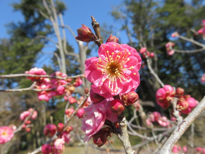 ウメ　八重寒紅