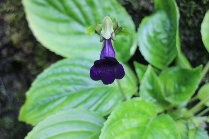 ダムロンギア トリセパラ