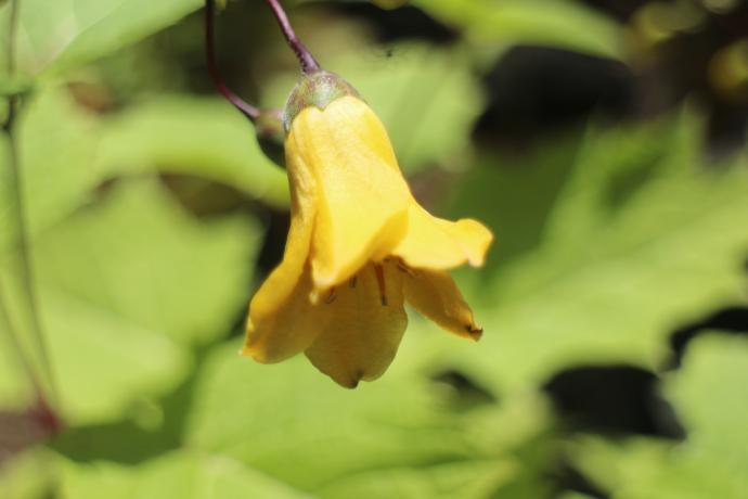 キレンゲショウマ