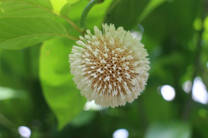 ナウクレア ラティフォリア