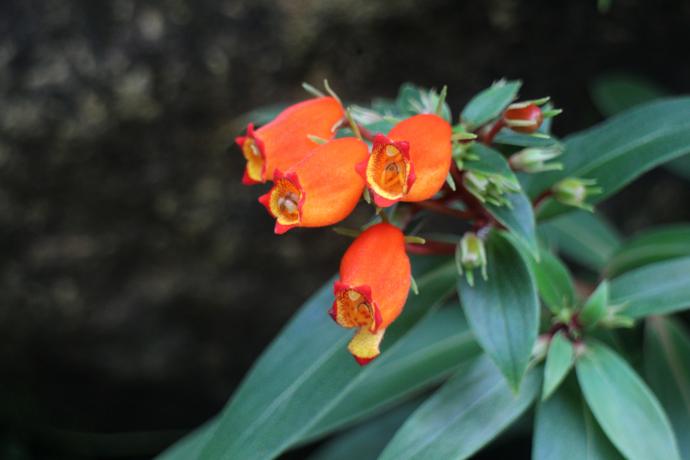 グロクシニア　シルウァティカ