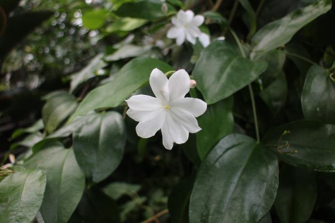 シャムソケイ07