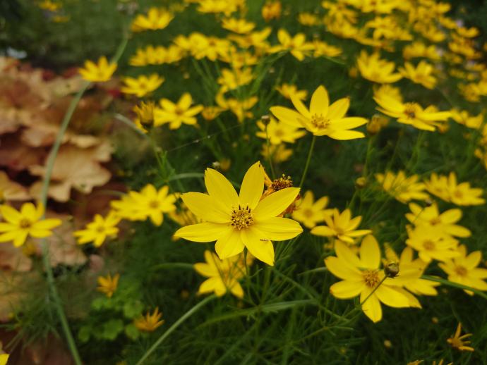 イトバハルシャギク