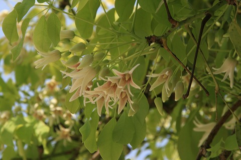 ムベの花の写真