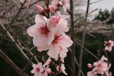 アーモンドの花の写真