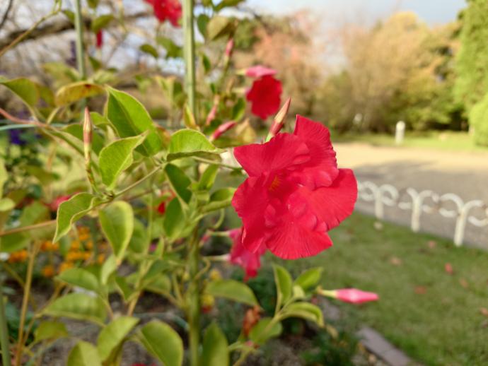 マンデビラオレンジ07