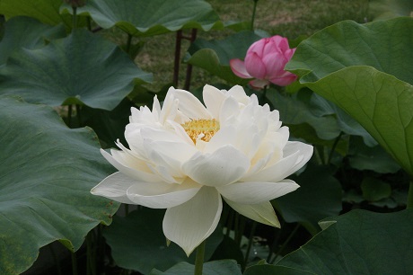 Nelumbo