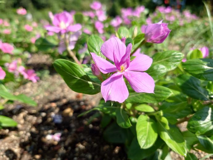 ニチニチソウ ‘サニープリンセス　ブルー’