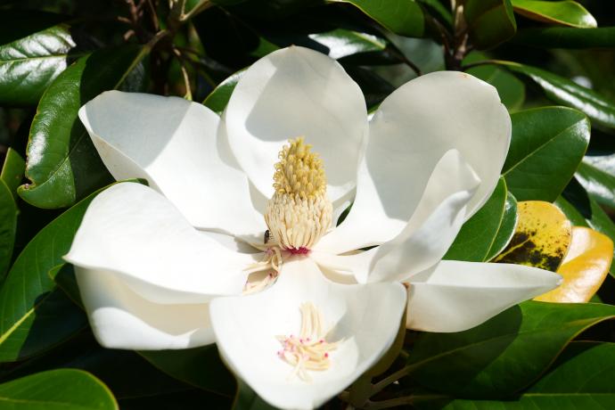 タイサンボク07