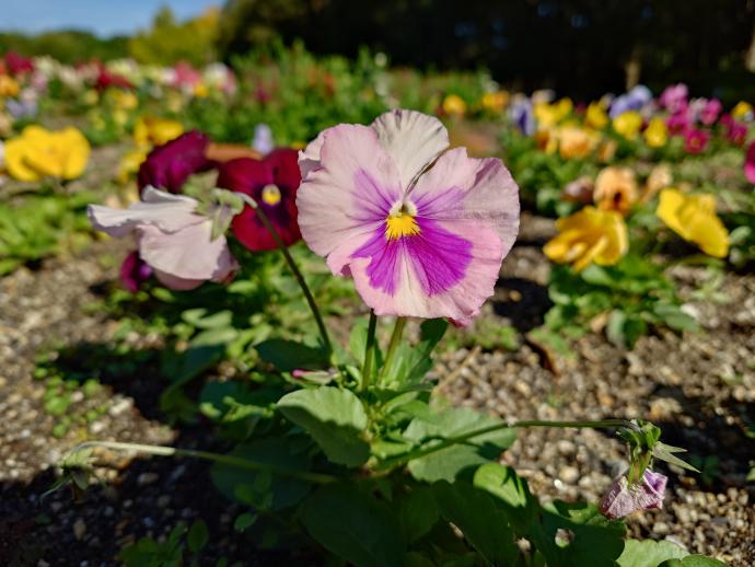 パンジー  ‘ピカソ　ピンクシェード’