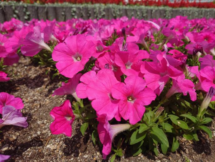 ペチュニア ローズインプ