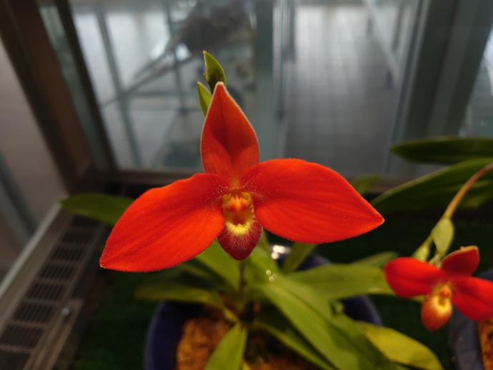 プラグミペディウム