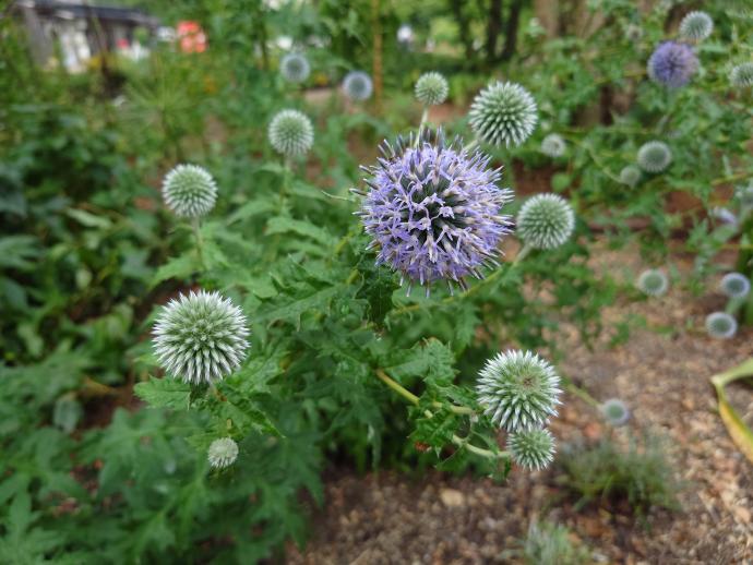 ルリタマアザミ