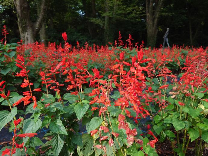 サルビアブルー07