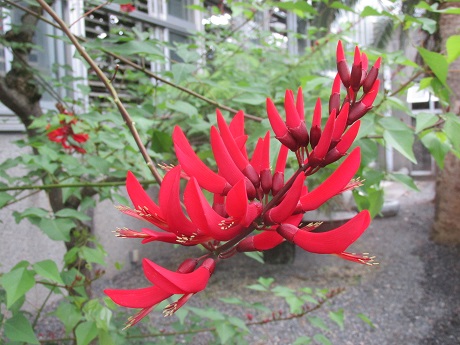 Erythrina-bidwillii