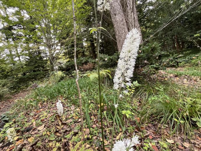 サラシナショウマ07