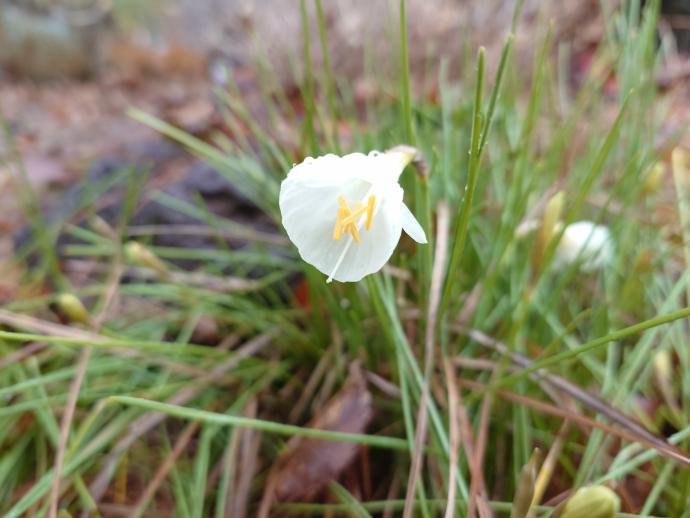 ナルキッスス カンタブリクス