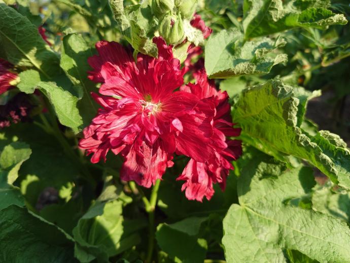  タチアオイ‘スプリング　セレブリティーズ　クリムゾン’