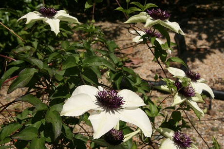 clematis