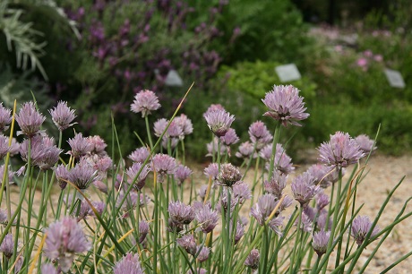 Allium-schoenoprasum