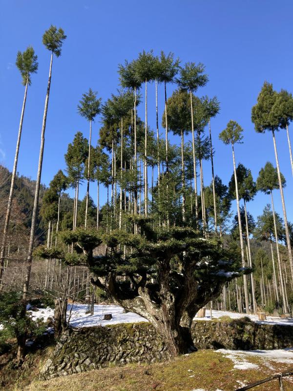 北山台杉の写真