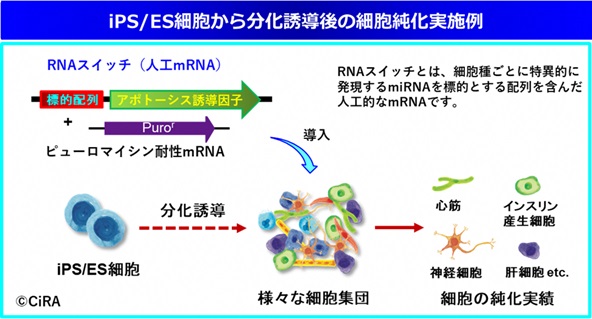 細胞純化実施例