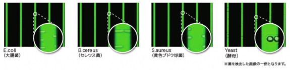 顕微鏡レベルの判別