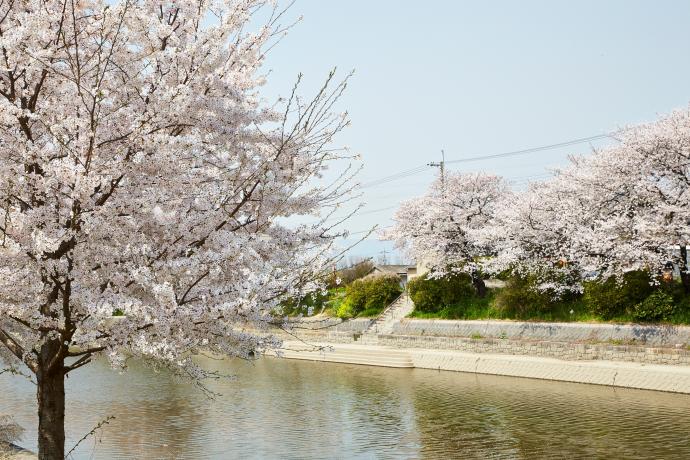 東一口の桜並木の写真です。