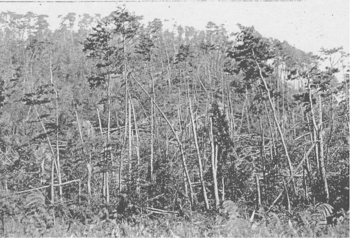 図5　修学院離宮の裏山「風害を被った京都の風致」（京都府土木部,1935）