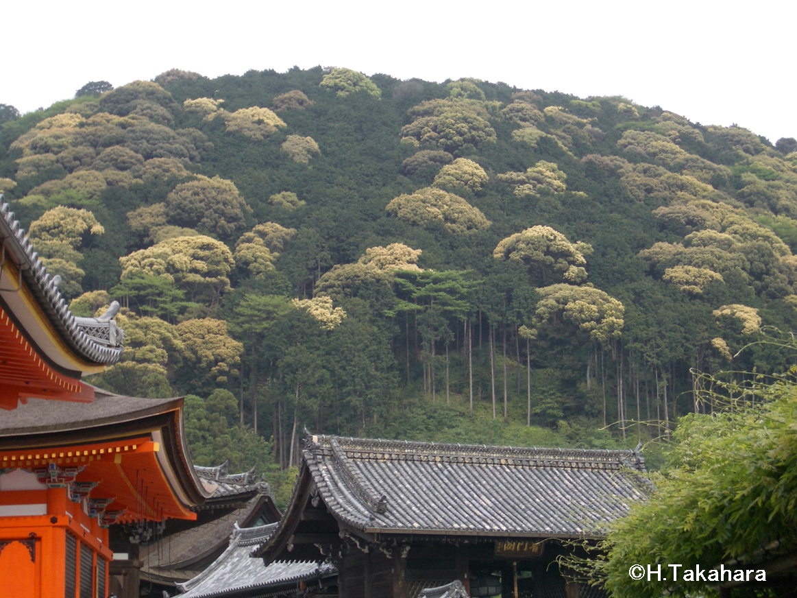 図9　清水山の森林（2007年5月 高原撮影）