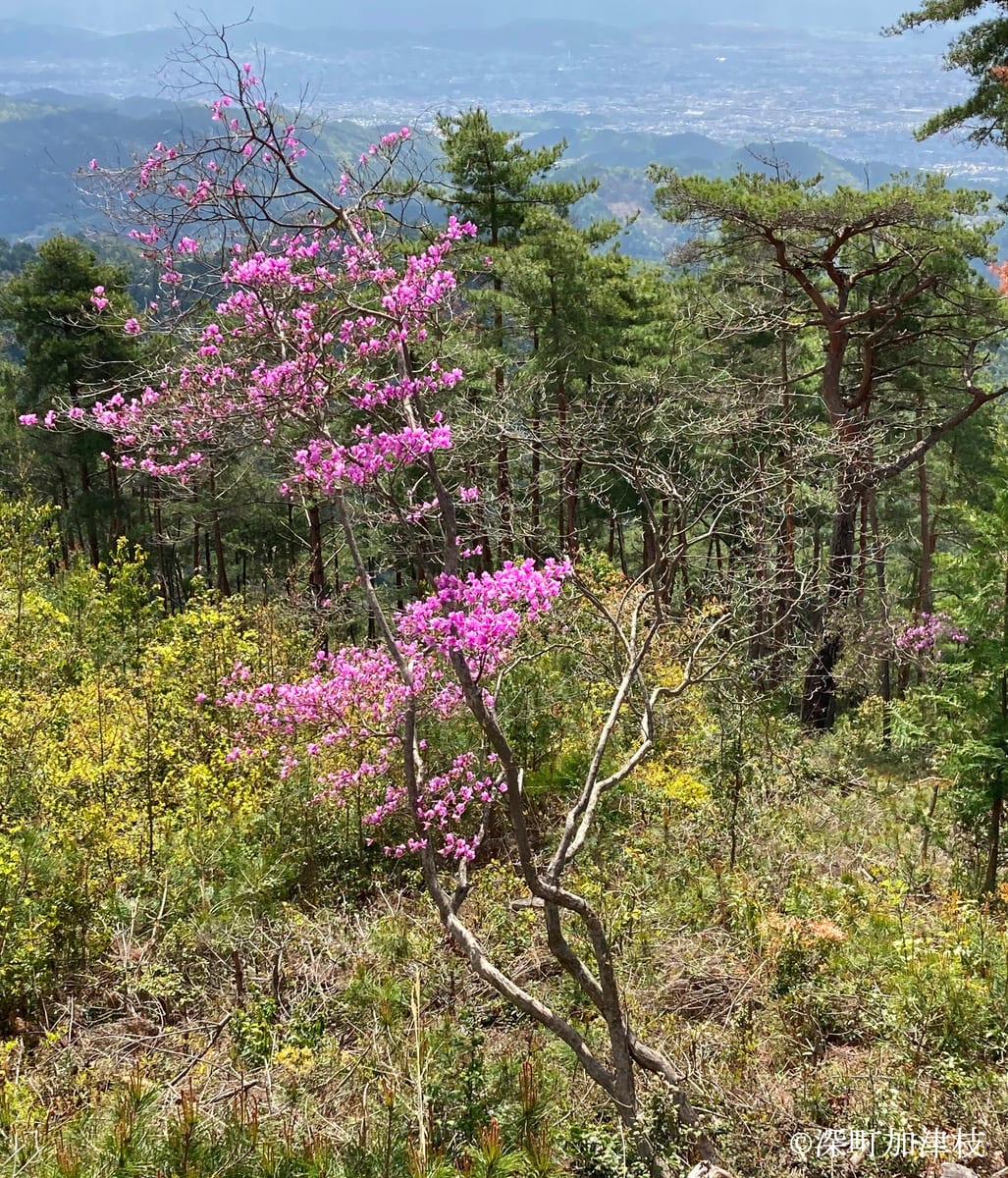 アカマツ林のコバノミツバツツジの花