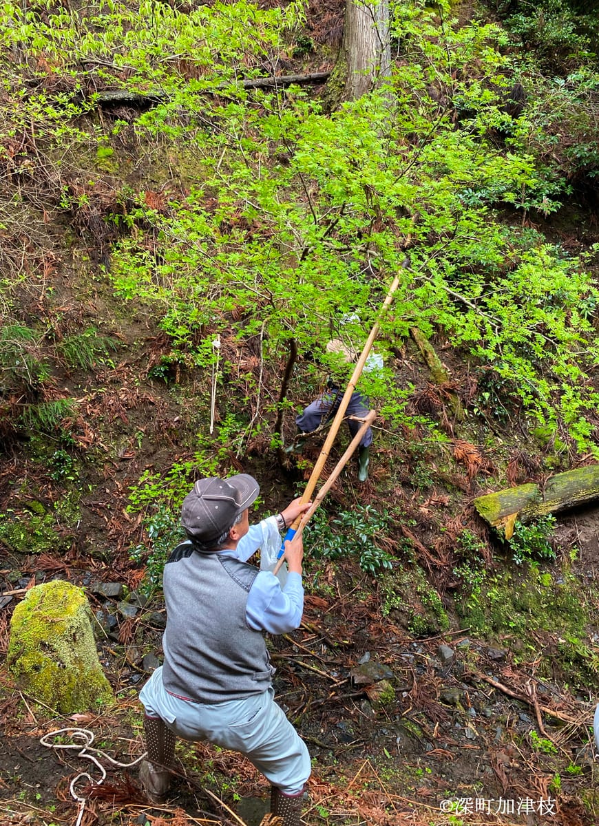 里山林でのサンショウの実の採取