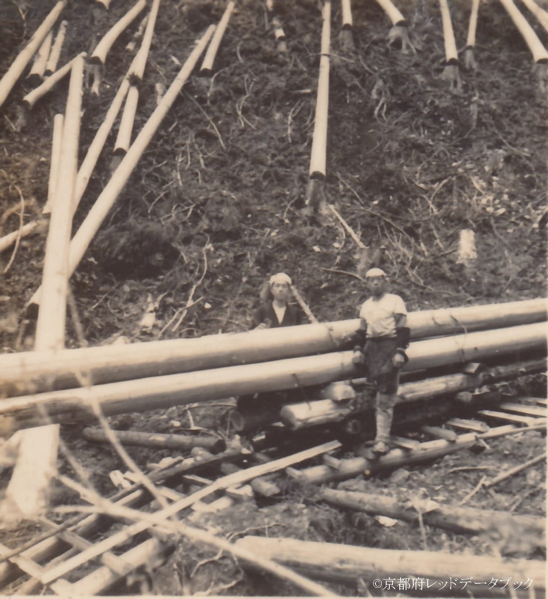 写真22　電柱用の杉材を木馬で運んでいる雲ケ畑の人。この写真の横には「電柱46尺43尺40尺13本」と記されている。大森小ケ谷。1948年4月。