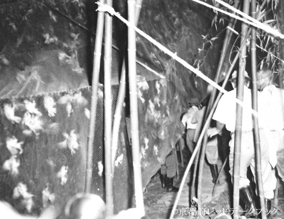 写真26　害鳥としてのスズメ狩り。昭和34年（1959）8月31日。宇治。