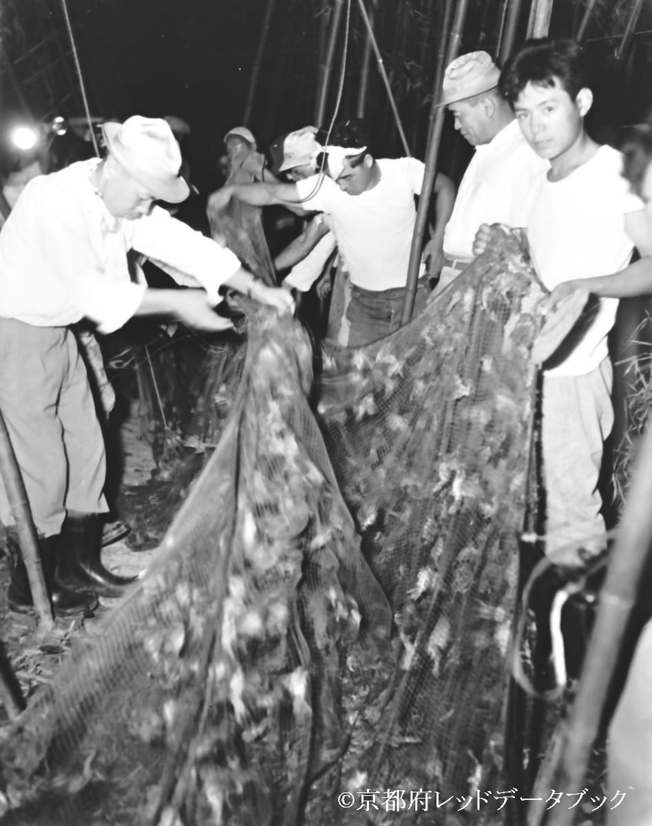 写真27　害鳥としてのスズメ狩り。昭和34年（1959）8月31日。宇治。