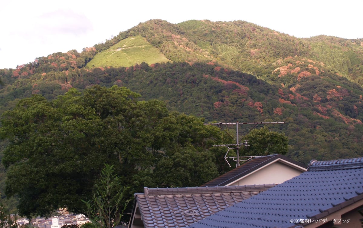 写真28　ナラ枯れが見られる大文字山。2010年8月2日。