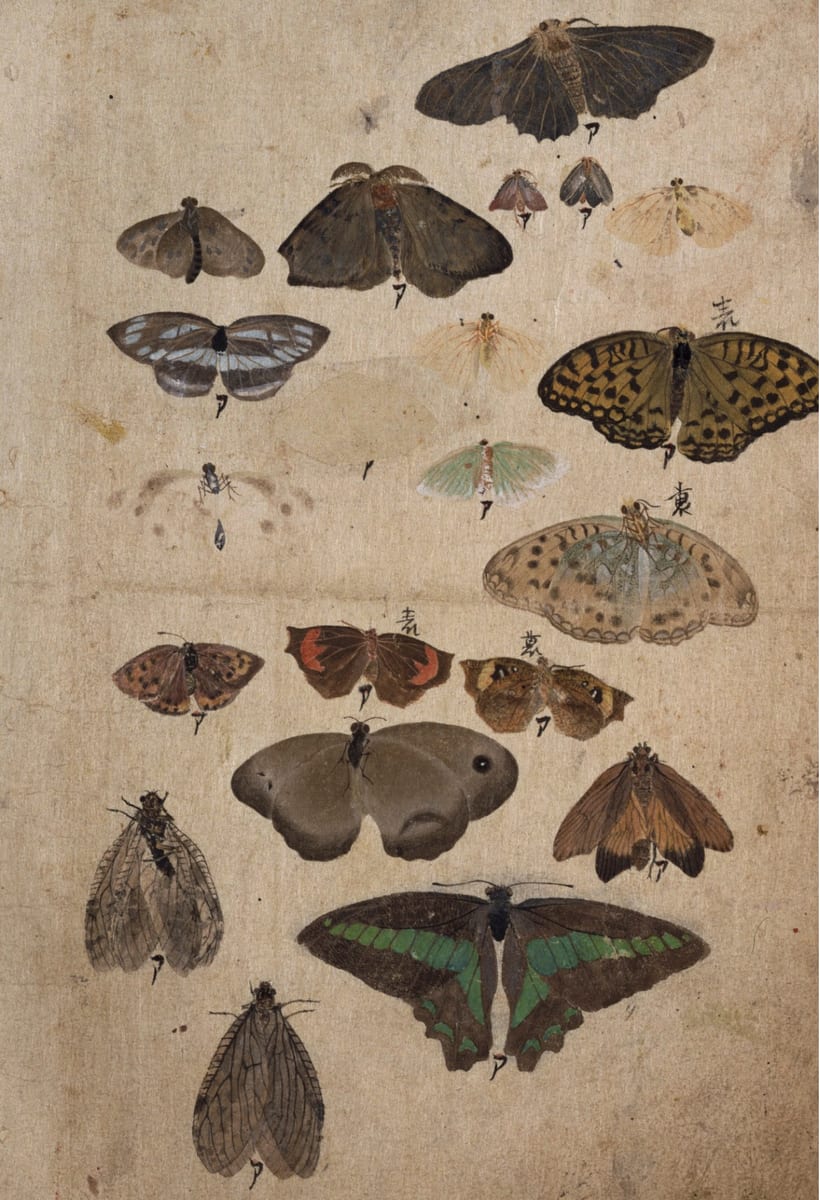 図2　円山応挙が描いた「昆虫写生帖（東京国立博物館所蔵）」に描かれたジャノメチョウ