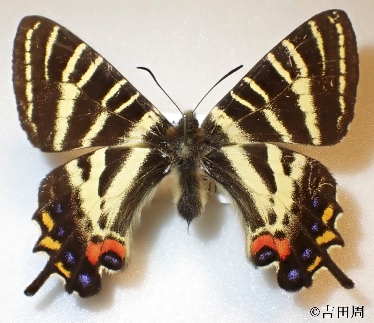 写真1　ギフチョウ