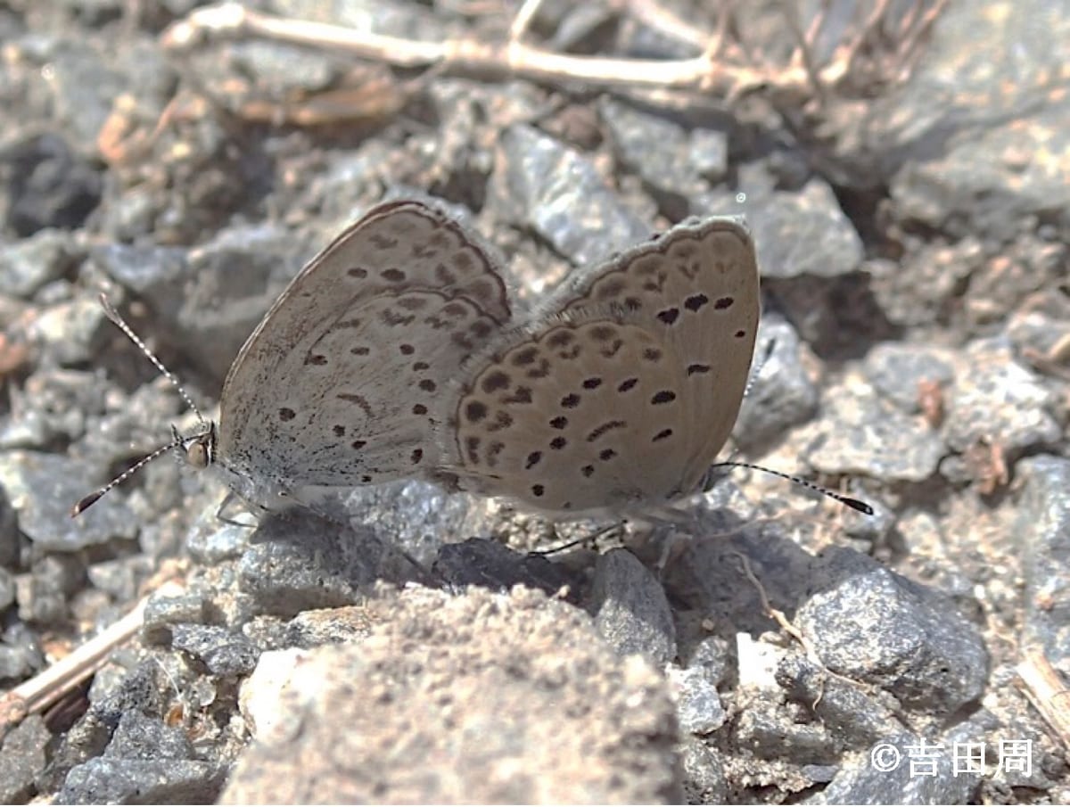 写真2　ヤマトシジミ