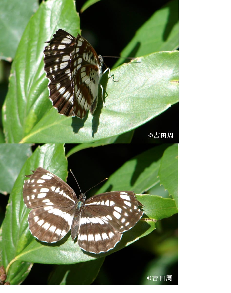 写真3　ホシミスジ