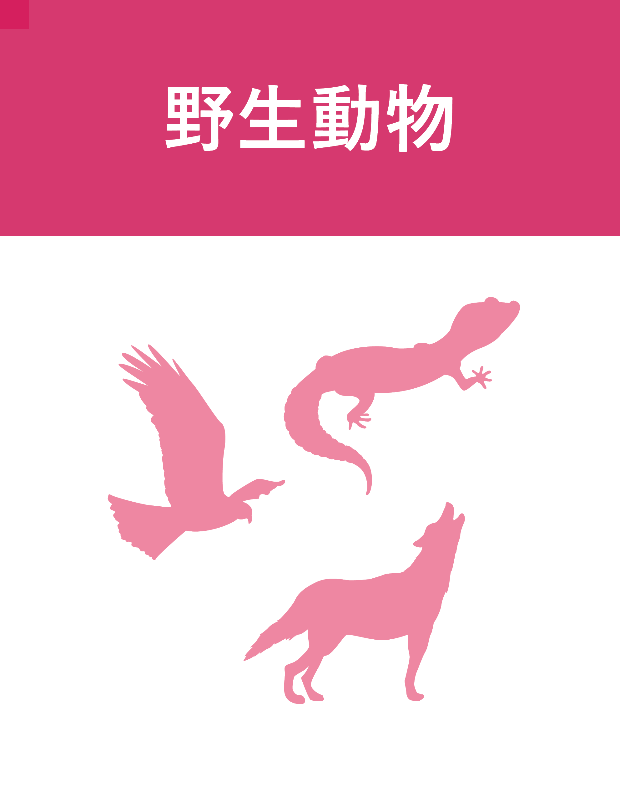 野生動物
