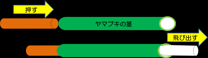 ヤマブキの茎遊びイラスト